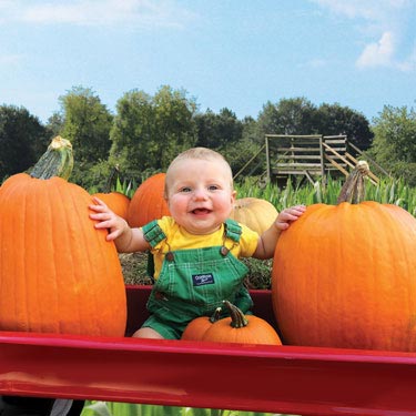 Pumpkin Market