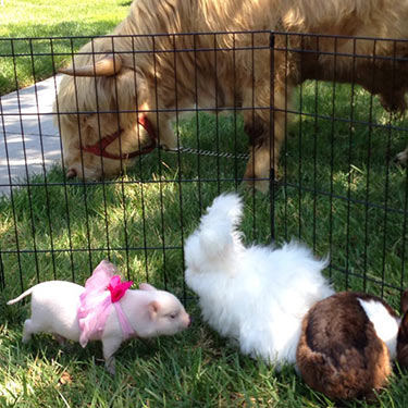 Bagby's Critter Corral